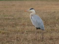 Ardea cinerea