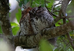 Megascops barbarus