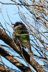 Chrysococcyx lucidus