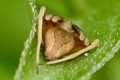 Acacesia hamata