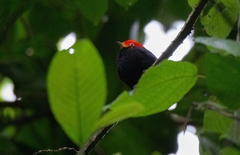 Ceratopipra mentalis