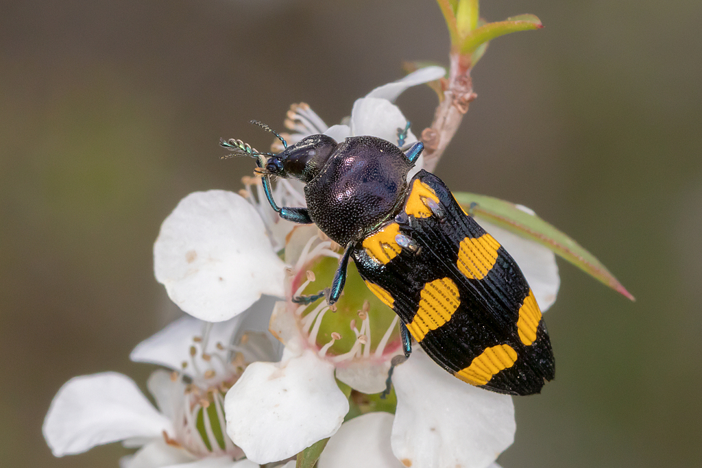 Castiarina australasiae
