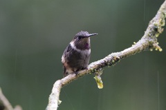 Philodice mitchellii