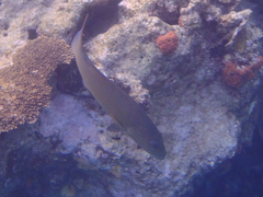 Plectropomus leopardus