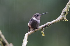 Philodice mitchellii