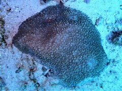 Hydnophora microconos