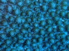 Hydnophora microconos