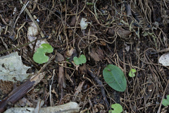 Chiloglottis cornuta