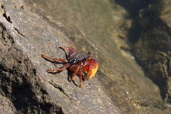 Goniopsis pulchra