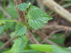 Lobelia trigonocaulis