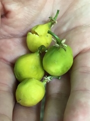 Passiflora tetrandra