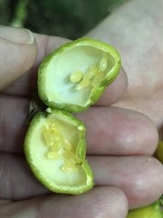 Passiflora tetrandra