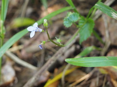Lobelia trigonocaulis