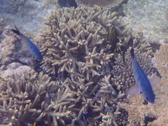 Abudefduf whitleyi