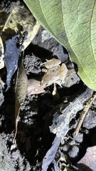 Microhyla