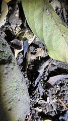 Microhyla