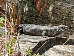 Egernia cunninghami