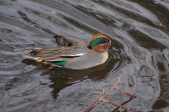 Anas crecca crecca