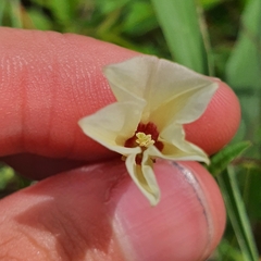 Xenostegia tridentata