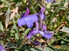 Lobelia erinus