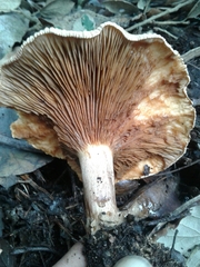 Paxillus rubicundulus