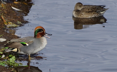 Anas crecca crecca