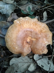 Paxillus rubicundulus