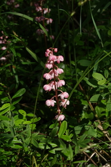 Pyrola asarifolia incarnata