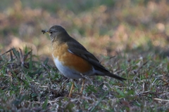 Turdus chrysolaus