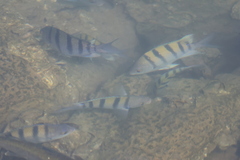 Abudefduf troschelii