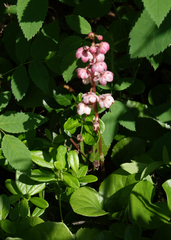 Pyrola asarifolia incarnata