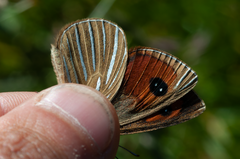 Argyrophenga antipodum