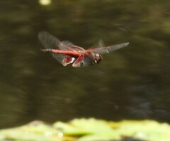 Tramea loewii