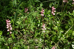 Pyrola asarifolia incarnata