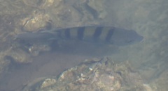 Abudefduf troschelii