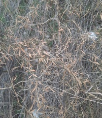 Metastelma barbigerum