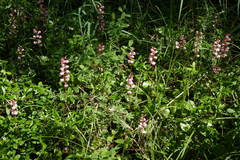 Pyrola asarifolia incarnata