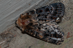 Proteuxoa sanguinipuncta