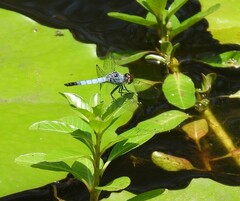 Brachydiplax denticauda