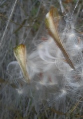 Metastelma barbigerum