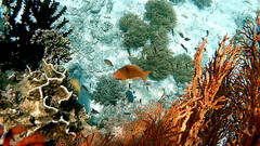 Pseudanthias squamipinnis