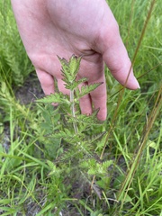 Aureolaria pedicularia