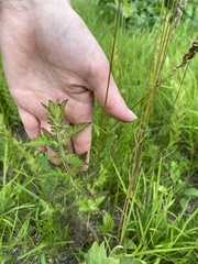 Aureolaria pedicularia