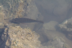 Lutjanus novemfasciatus