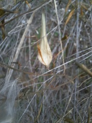 Metastelma barbigerum