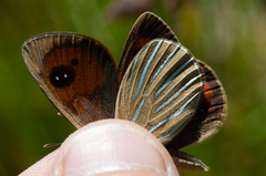 Argyrophenga antipodum