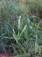 Persicaria glabra