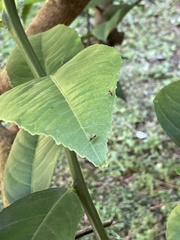 Diptera