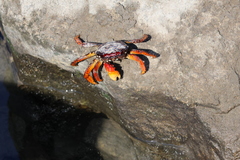 Goniopsis pulchra