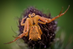 Sidymella trapezia